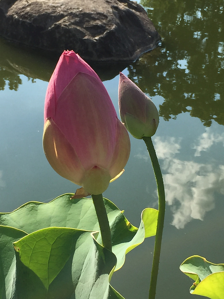 Rockford, Il, Anderson, trädgård, Japanska, Lotus, blomma
