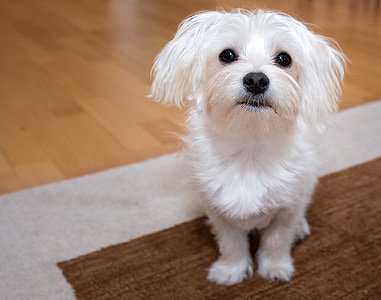 šuo, jaunas šuo, Maltos, balta, mažas, mielas, mielas