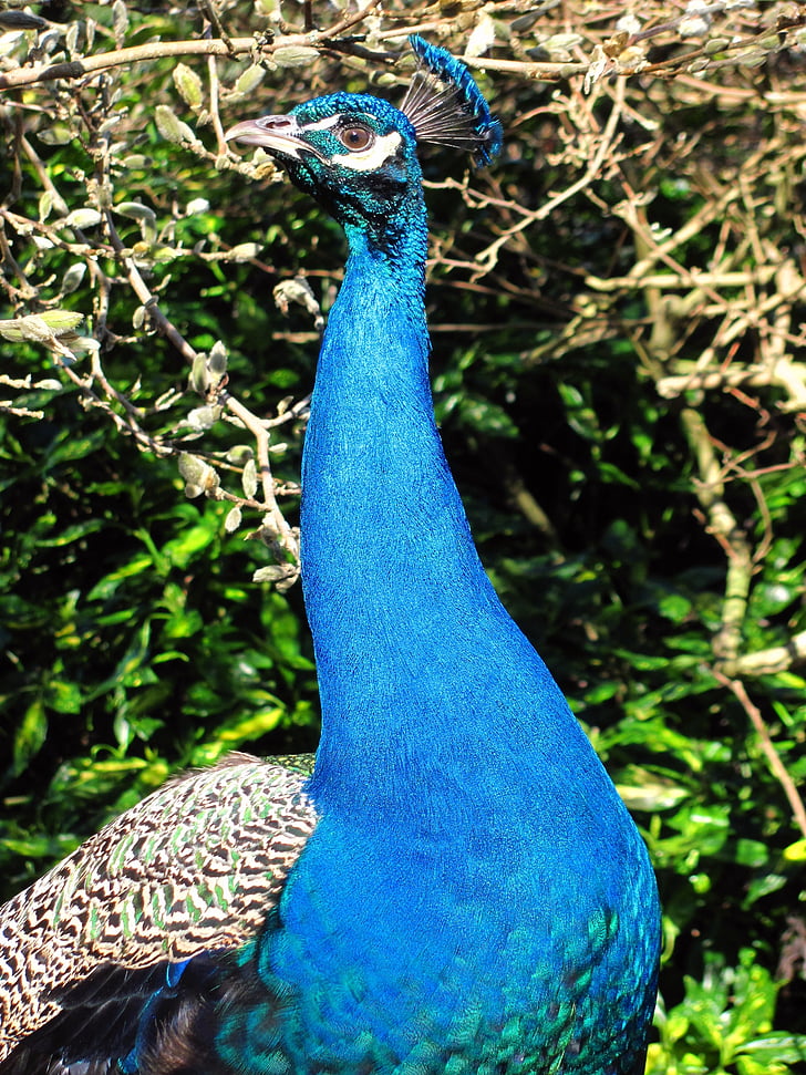 natuur, Peacock, Victoria, Beacon hill park, Vancouver island, vogel