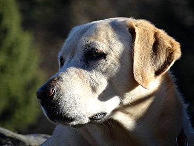 hond, Gouden, Retriever, neus van hond, floppy oor, tevreden, hond blik