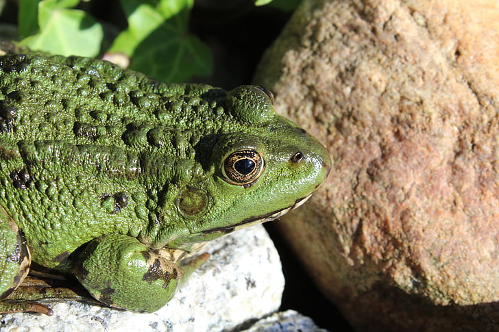 frog, green, animal, amphibian, green frog, pond, close