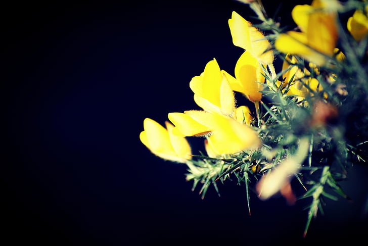 shallow, photography, yellow, flowers, nighttime, ginster, flower