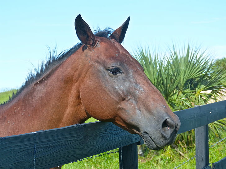 horse, brown horse, horse profile, mare, alpha mare, pasture, fence