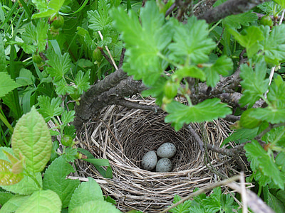 Jack, huevos, Bush, pájaro, naturaleza, primavera, en el bosque