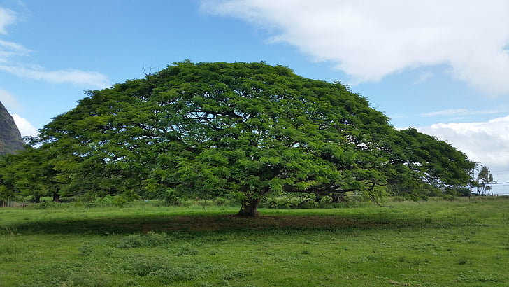 hawaiian umbrella, tree, nature, green