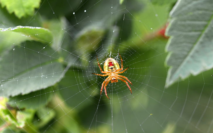 păianjen, Web, Pânze de păianjen, animale, păianjeni, Bush, verde