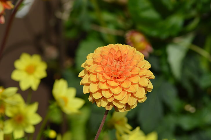 Dahlia, blomma, Orange, orange blommor, gul orange, Stäng, trädgård