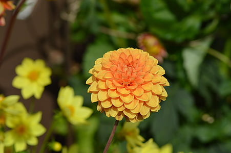Dahlia, fleur, orange, fleurs orange, orange jaune, fermer, jardin