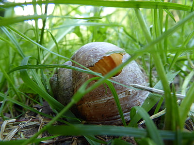 Shell, sneglen, snegle skall, ledig stilling