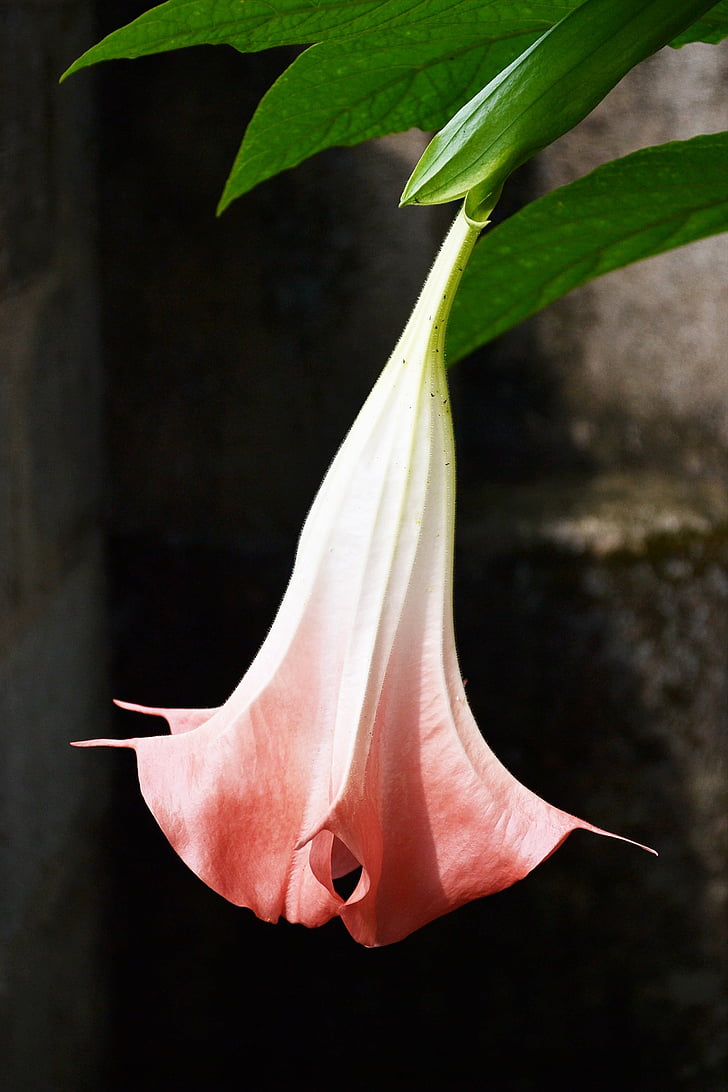 flor grande, flor de forma de milho, flor-de-rosa luz, néctar, flor, jardim, Sri lanka