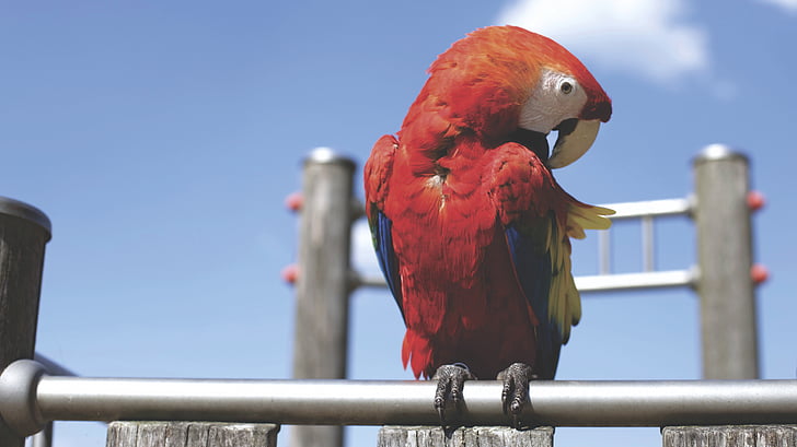 dyr, fuglen, fargerike, fargerike, papegøye, perched