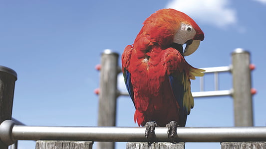 dier, vogel, kleurrijke, kleurrijke, papegaai, zat