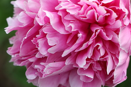 chinese herbaceous peony, flower, pink