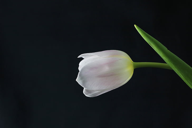 Tulip, flor, planta
