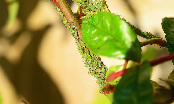 greenfly, aphid, ดูดซับ, ตาแดง, แมลง, สิ่งมีชีวิต, เหา