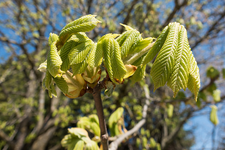 castagno, Buckeye, Aesculus hippocastanum, foglia, foliazione, primavera, albero