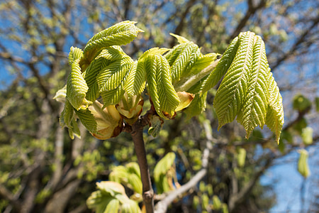 Castaño, Buckeye, Aesculus hippocastanum, hoja, foliación, primavera, árbol