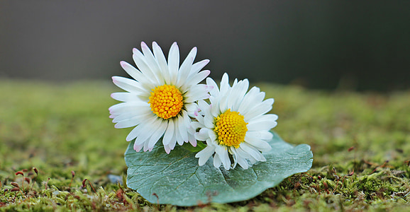 daisy, wild flowers, flowers, leaf, moss, nature, spring