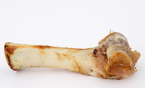 t кістки хрящів, тварини, яловичина, кістка, собак, жувати, жувальні