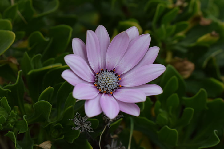Afrikaanse daisy, Osteospermum, Daisy, plant, bloem, natuur, Floral