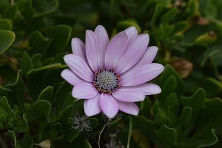 Dieffenbachia, Osteospermum, Daisy, növény, virág, természet, virágos