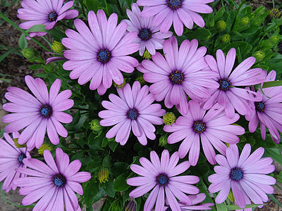 daisy, purple, flowers, blossom
