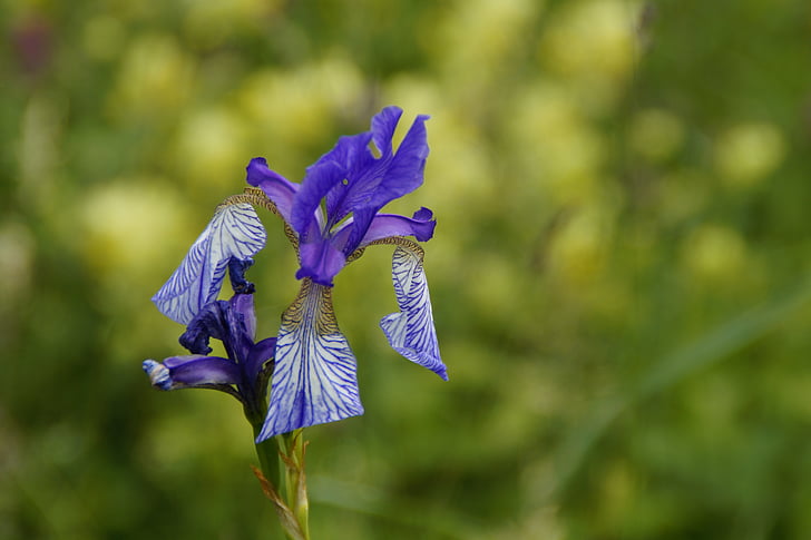 Sibirsk schwertlilie, Lily, Iris, ville blomster, beskyttet, sjelden, Reed