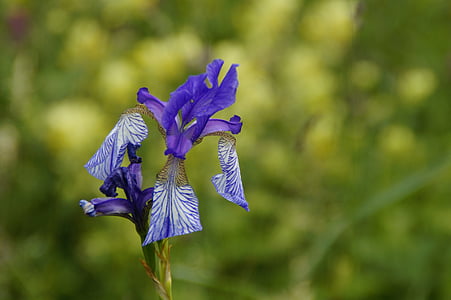 Sibirische schwertlilie, Lilie, Iris, Wilde Blume, geschützt, nur selten, Reed