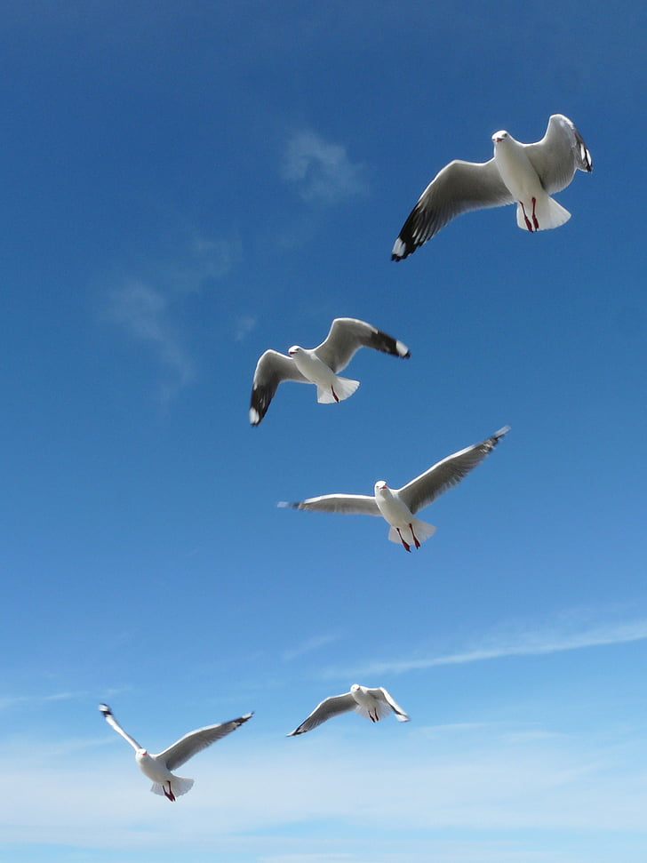 the seagull, ptak, ornithology, summer, sun, heaven, new zealand