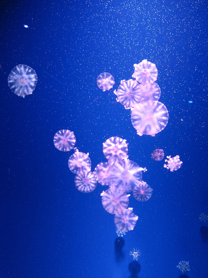 modrá, medúzy, jellyfishes, ružová, morský živočích, snehová vločka, Vianoce