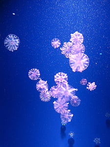 azul, medusas, medusas, rosa, animales de mar, copo de nieve, Navidad