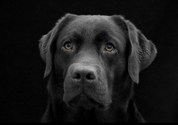 cane, la più ovvia, Labrador, nero, scuro, fronte del cane, triste