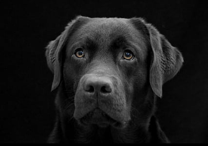 dog, the most obvious, labrador, black, dark, dog face, sad