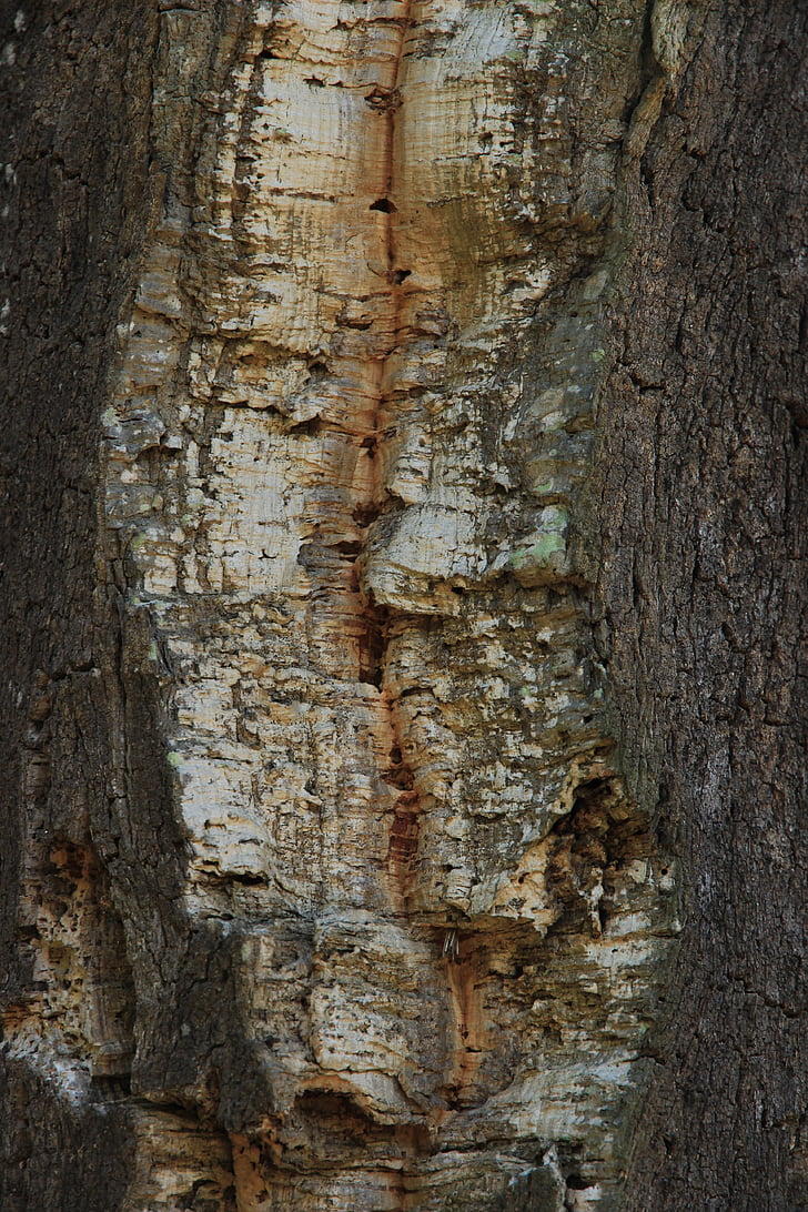 korkeg, stammen, træ, Log, bark, Tree bark, baggrund