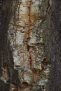 korkový dub, kmen, strom, protokol, kůra, Stromová kůra, pozadí