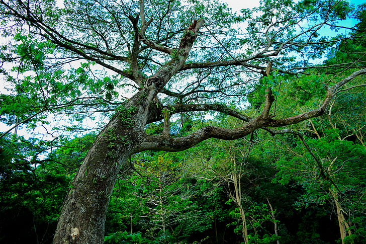 tree, nature, green, environment, forest, landscape, wood