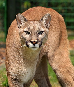 Puma, Mountain lion, Puma concolor, velká kočka, kočkovitá šelma, zvíře, volně žijící zvířata