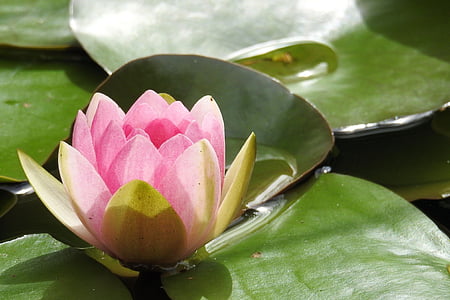 nuphar lutea, pond plant, aquatic plant, pond, blossom, bloom, pink water lily