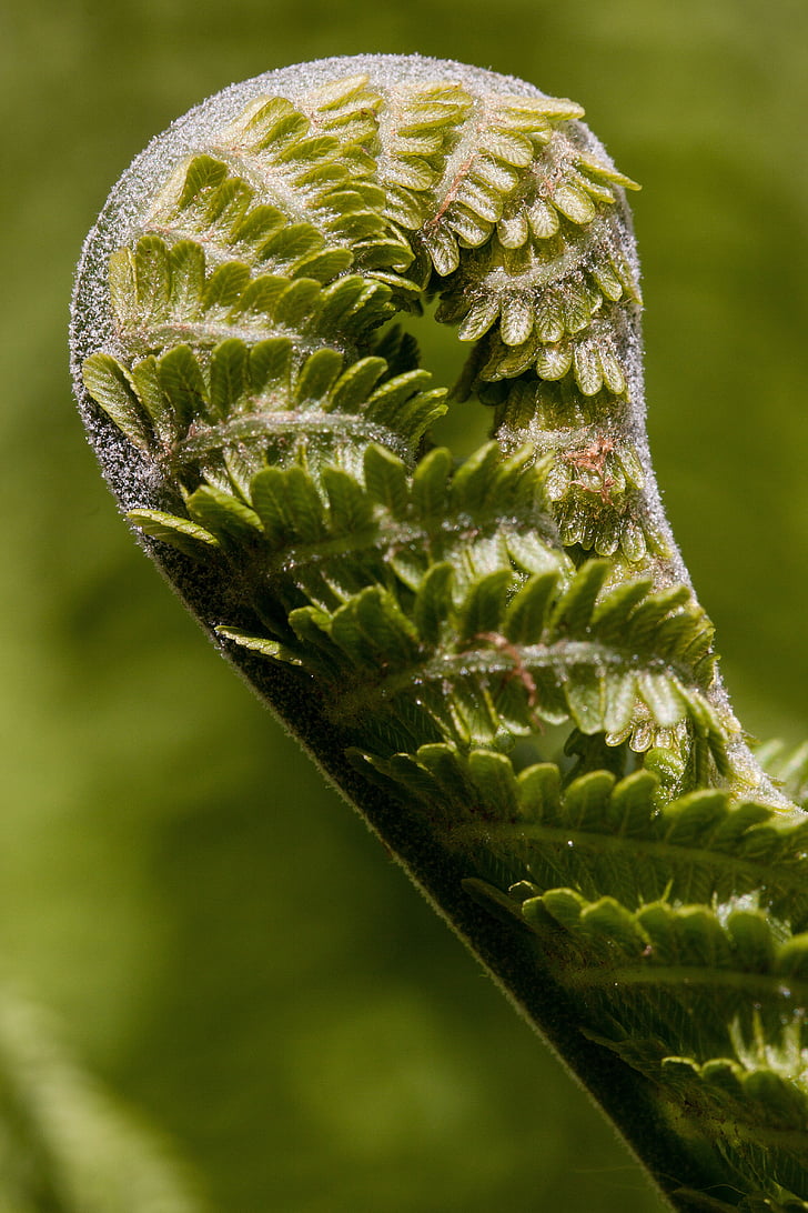 Pakis, fiddlehead, sebelum roll keluar, hijau, tanaman, cryptogams vaskular, musim semi