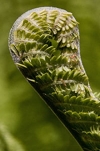 Paparčio formos šakelės, fiddlehead, prieš riedėjimą, žalia, augalų, kraujagyslių cryptogams, pavasarį