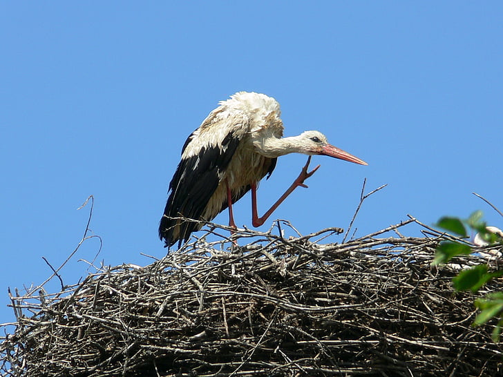 stork, nest, wild, bird, nature, sky, birth