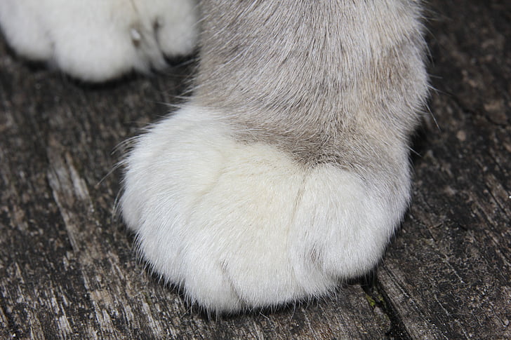 cat, cat's paw, occur, detention, velvet paw, claw, close