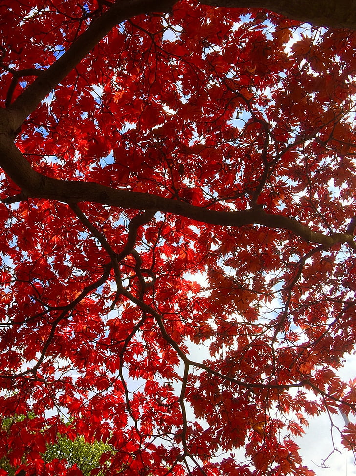 daun, musim gugur, pohon, alam, daun, musim, merah