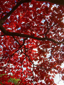 atstāj, rudens, koks, daba, Leaf, sezonas, sarkana