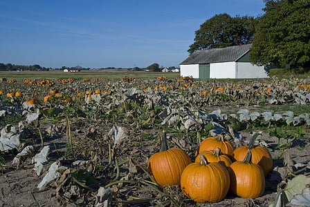 pumpkin, pumpkin cultivation, pumpkins, skåne, sweden, österlen, nature