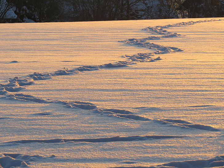 jejak, salju, salju jalur, berjalan dgn lesu, salju gelandangan, cetak ulang, musim dingin