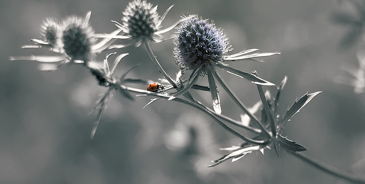 ladybug, insects, wild life