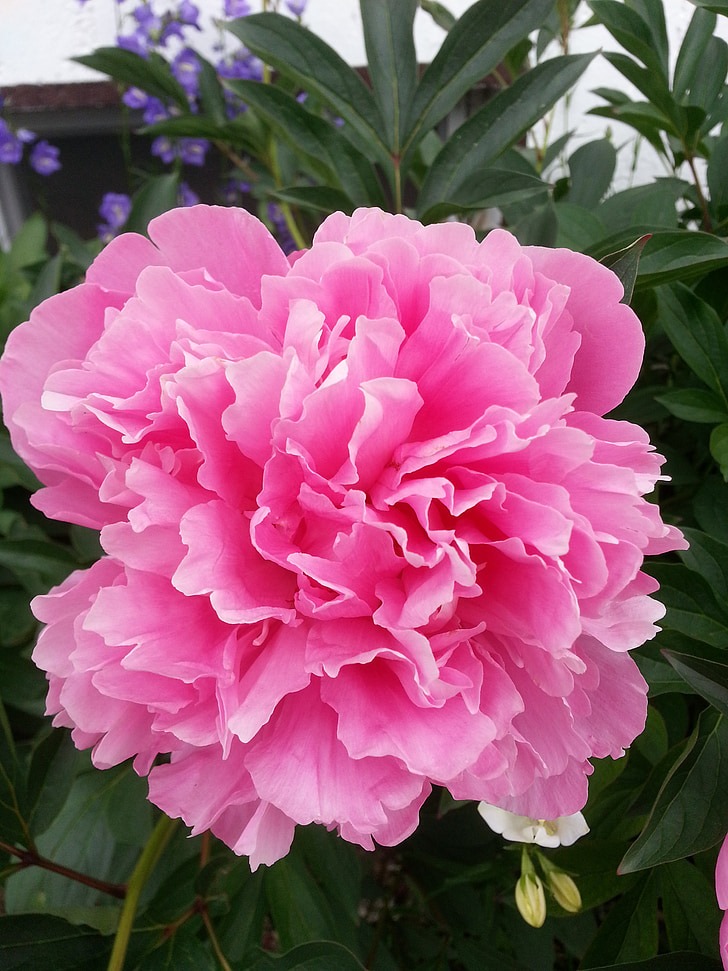 Peony, Pink, haven