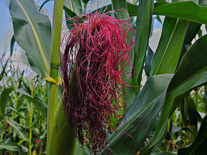 kukurūza, Corn par vālīšu, lopbarības kukurūza, kukurūzas laukā, kukurūzas stādi, audzēšanas, kātiņa