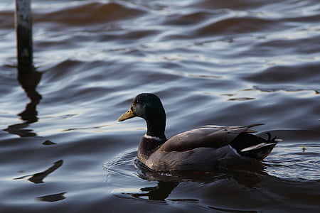 duck, water, nature, bird, wildlife, animal, lake